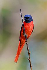 Short-billed Minivet